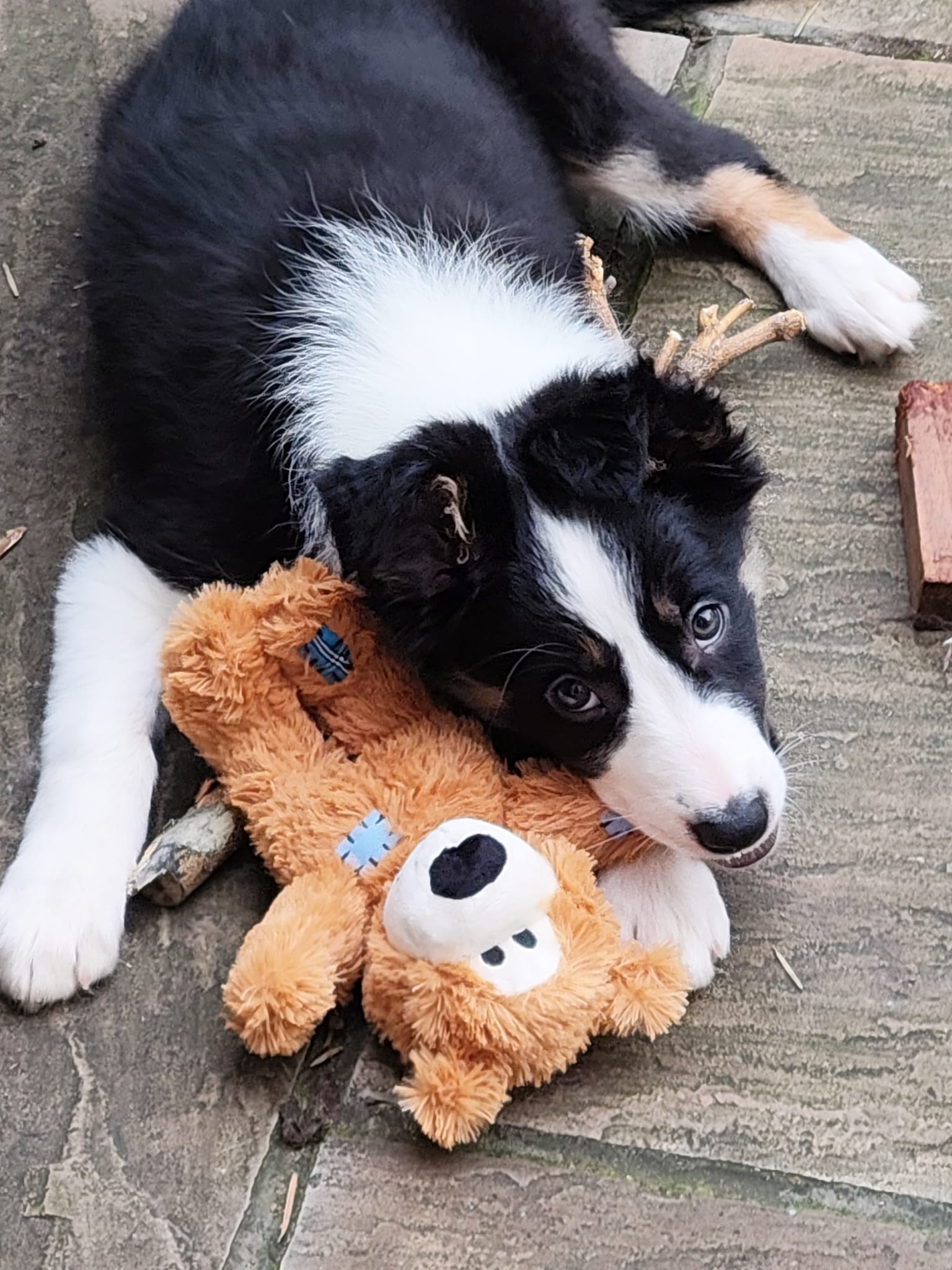 a black and white puppy on a stone floor, playing with a teddy